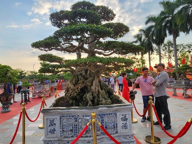 Chiêm ngưỡng 'siêu cây' có giá 18 tỷ đồng của anh nông dân Thái Bình, đại gia đại gia phải cân nhắc trước khi 'rút hầu bao' - ảnh 1