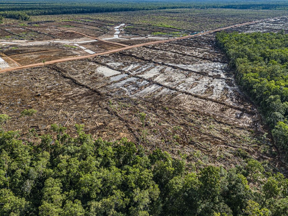 Tham vọng chấm dứt nhập khẩu gạo của nền kinh tế số 1 Đông Nam Á có thể gây ra nạn phá rừng lớn nhất thế giới - ảnh 1