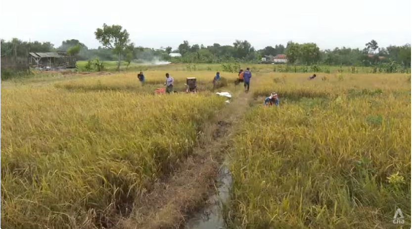 Bất ngờ ngừng nhập khẩu gạo và tự cung tự cấp chỉ sau 5 tháng: Nền kinh tế số 1 Đông Nam Á chính thức vượt mặt Việt Nam - ảnh 1