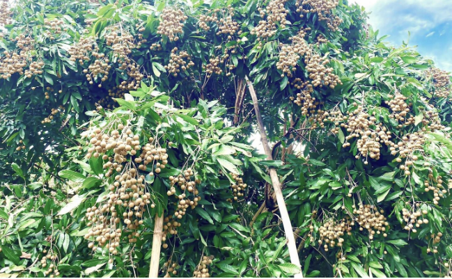 Nền kinh tế lớn thứ 2 Đông Nam Á lâm vào ‘cuộc khủng hoảng ngọt ngào’: Tuyển gấp 30.000 lao động được trả lương cao, miễn phí chỗ ở chỉ để... hái nhãn - ảnh 3