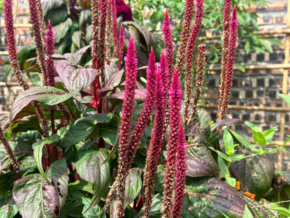 Người xưa dặn, nghèo cỡ mấy cũng cố trồng hoa này trong sân, nở suốt 100 ngày không tàn, cầu phúc lộc, may mắn - ảnh 3