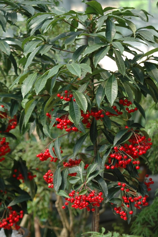 Tổ tiên dạy: 'Ban công có 3 loại cây này thì không lo thiếu tiền tiêu', dù nghèo đến đâu cũng nên trồng mỗi loại một chậu - ảnh 3