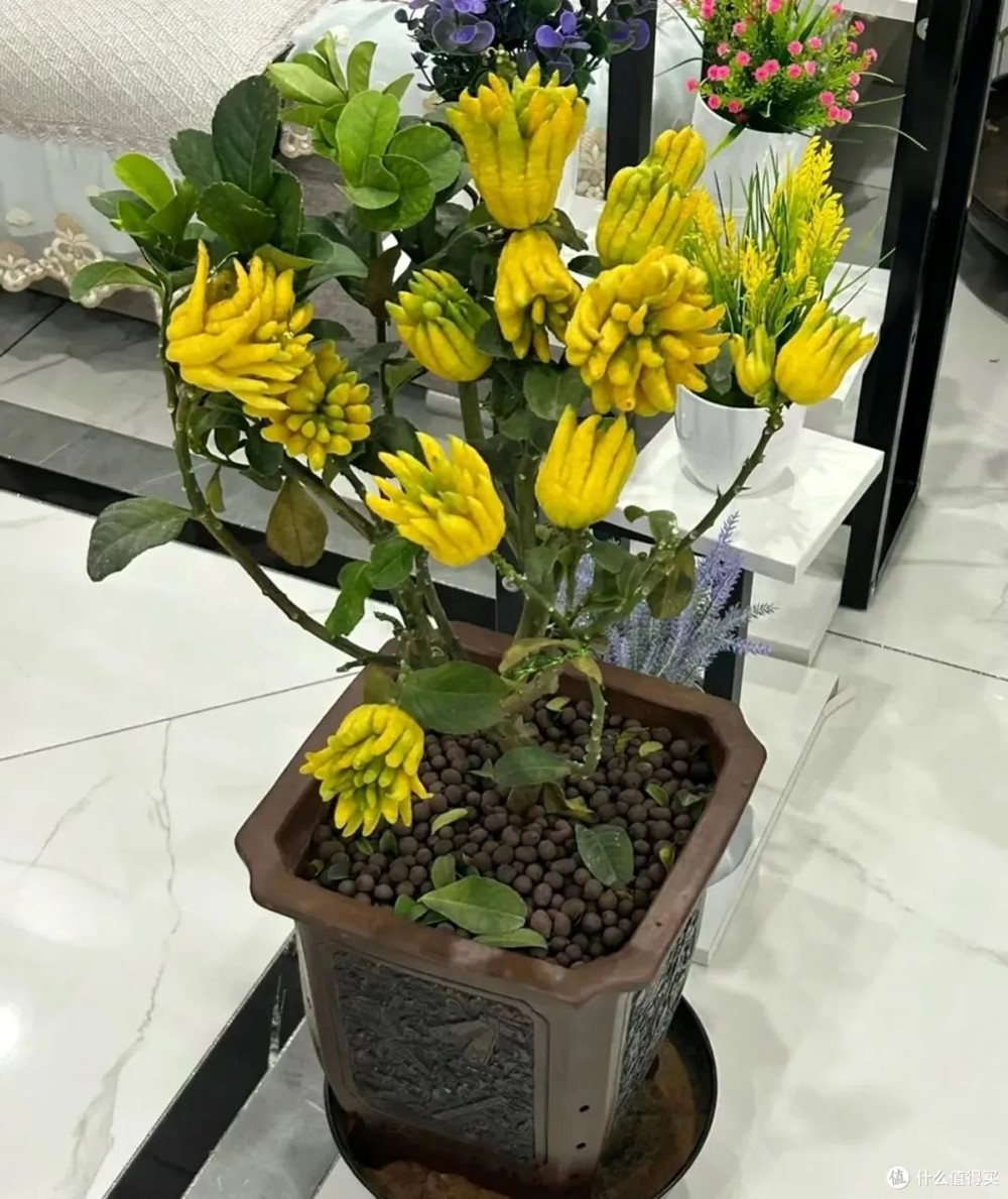 Tổ tiên dạy: 'Ban công có 3 loại cây này thì không lo thiếu tiền tiêu', dù nghèo đến đâu cũng nên trồng mỗi loại một chậu - ảnh 1