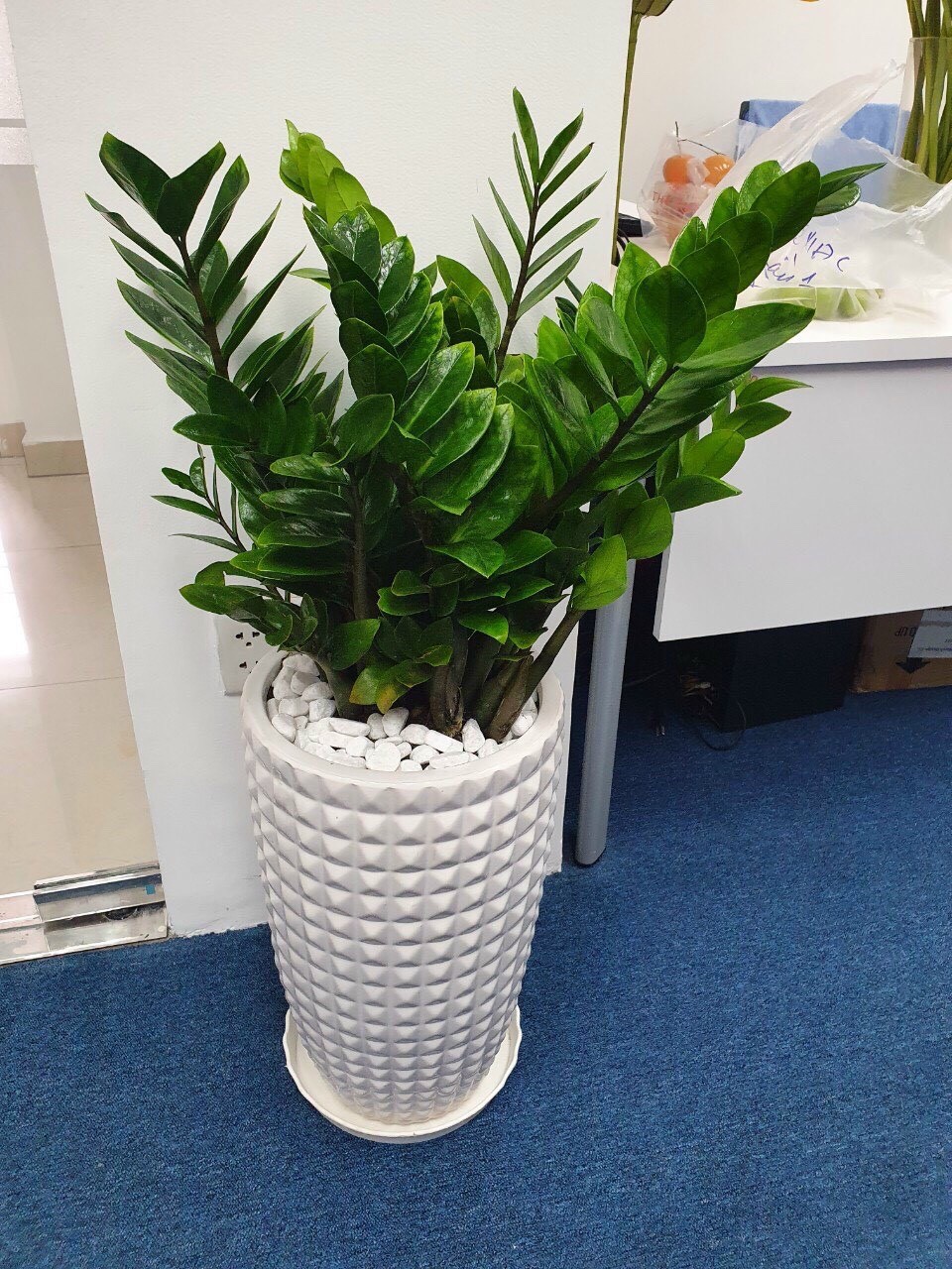 4 loại cây nên có trong phòng khách, mười nhà đặt thì chín nhà giàu, trồng một chậu để nhà thịnh vượng  - ảnh 5