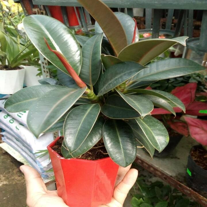 4 loại cây nên có trong phòng khách, mười nhà đặt thì chín nhà giàu, trồng một chậu để nhà thịnh vượng  - ảnh 2