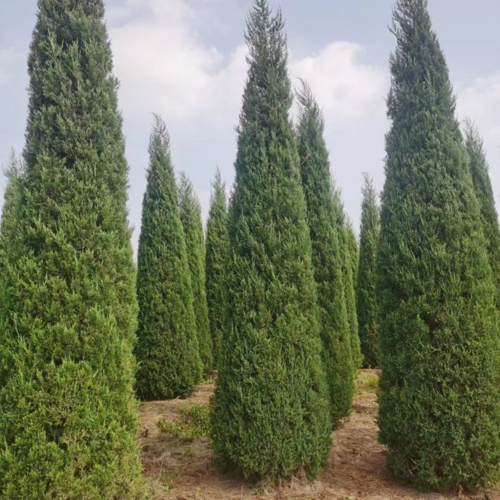 Người xưa dạy: 'Trong sân có cây âm, con cháu không phát tài', 3 loại cây tuyệt đối không nên trồng kẻo kéo vận rủi - ảnh 2