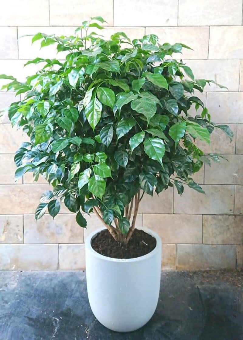 5 loại cây người giàu rất thích trồng, càng nở hoa càng phát, người nghèo hay chặt vứt đi - ảnh 4