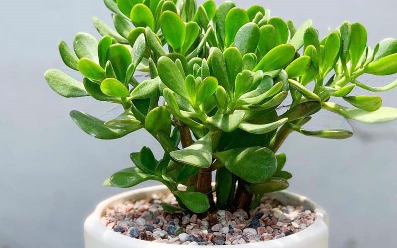 5 loại cây người giàu rất thích trồng, càng nở hoa càng phát, người nghèo hay chặt vứt đi - ảnh 3