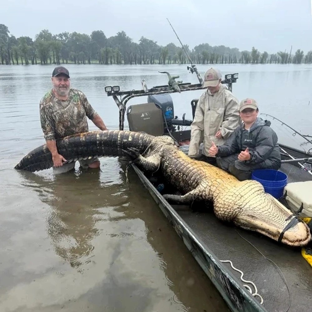 Bắt con 'sát thủ đầm lầy' nặng 300kg trên sông sau tiếng gầm lớn - ảnh 2