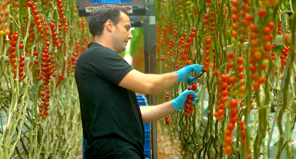 Quốc gia có diện tích bằng 1/8 Việt Nam vươn lên trở thành nước xuất khẩu nông sản lớn thứ 2 thế giới, chỉ xếp sau Mỹ - ảnh 1