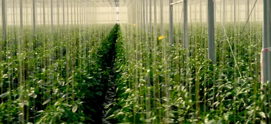 Quốc gia có diện tích bằng 1/8 Việt Nam vươn lên trở thành nước xuất khẩu nông sản lớn thứ 2 thế giới, chỉ xếp sau Mỹ - ảnh 3