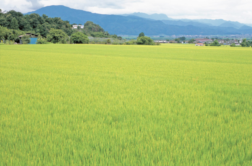 Sản lượng gạo của Hàn Quốc ​​giảm năm thứ tư liên tiếp: Thời cơ vàng cho Việt Nam? - ảnh 2