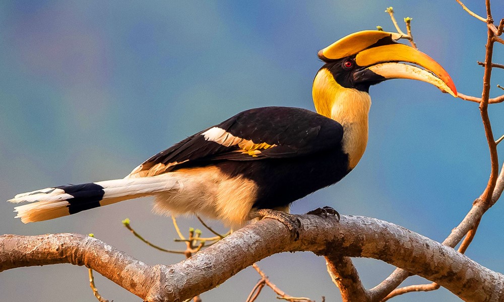 Phát hiện loài chim mỏ lớn bay vào vườn, ông Dung làm ngay một việc, công an lập tức tới nhà - ảnh 1