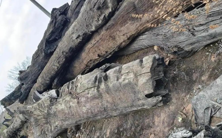 Phong tỏa khẩn cấp cây gỗ quý trị giá hơn 37 tỷ đồng dưới mảnh ruộng của nông dân T. - ảnh 1