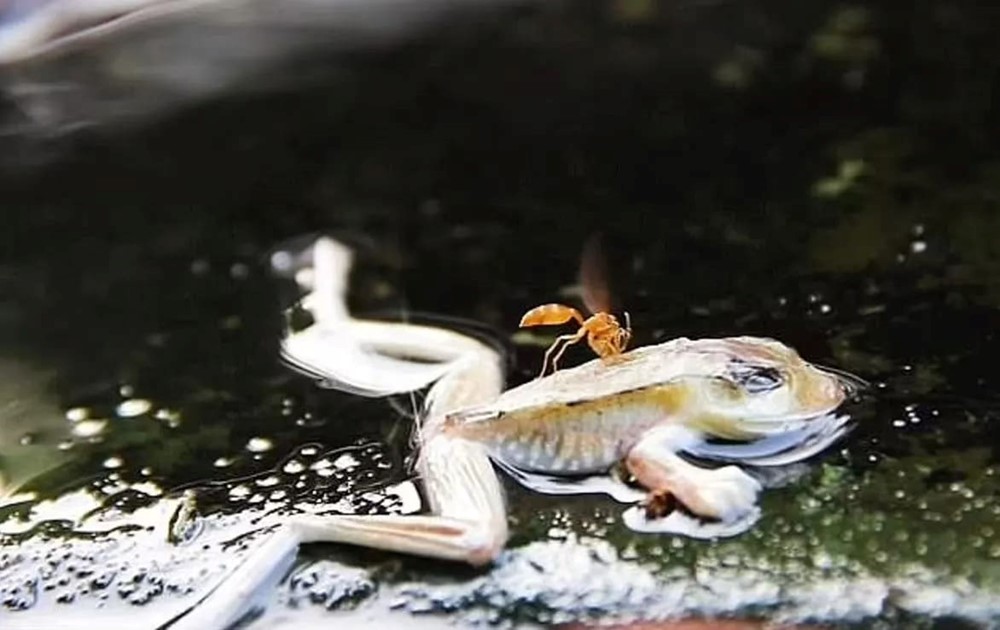 Quốc gia duy nhất trên thế giới sở hữu dòng sông sôi sùng sục, nhiệt độ nước lên đến 100 độ C, nằm gọn trong lòng rừng mưa nhiệt đới - ảnh 4