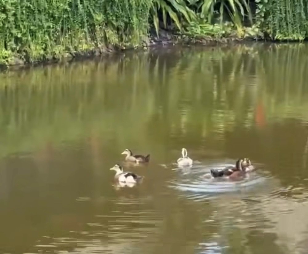 Vinpearl Nha Trang phát 'tin khẩn' - ảnh 5