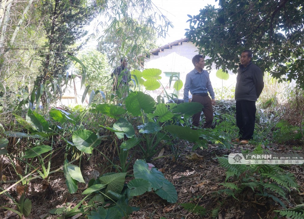 Đang đào giun câu cá, lão nông phát hiện kho báu nặng 30kg bên dưới bụi tre, bảo tàng huyện lập tức xuống làm việc - ảnh 2