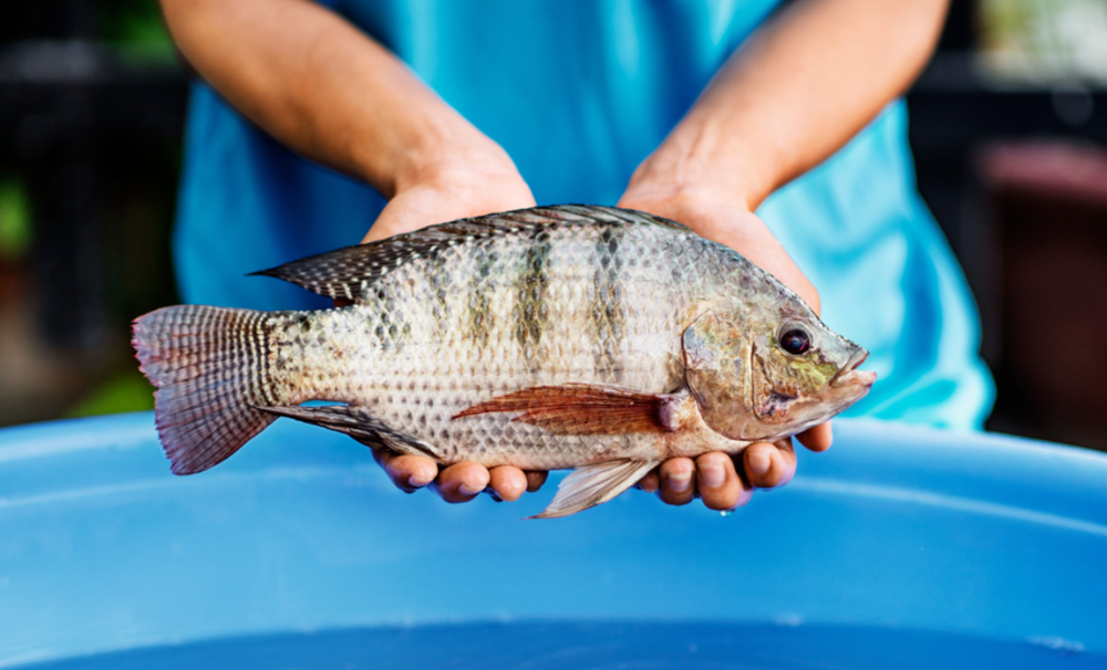 Cuba khai mở thành công 'kho báu' dưới nước nhờ Việt Nam, cứ mỗi kg tiết kiệm hơn 50.000 đồng - ảnh 1