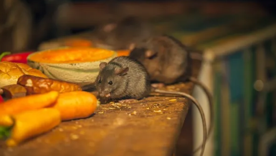 Mỹ tức tốc thu hồi gần 2.000 sản phẩm thuốc cúm, kẹo..., phát hiện kho chứa có phân chim và nước tiểu chuột - ảnh 2