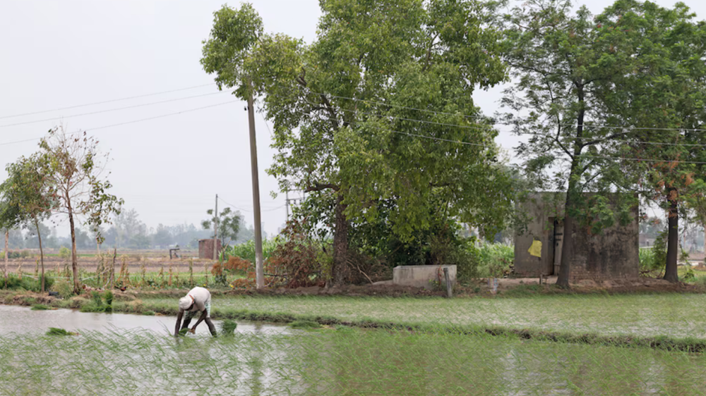 Vượt Trung Quốc, nền kinh tế lớn thứ năm thế giới trở thành quốc gia sản xuất gạo lớn nhất: Nhưng 'cái giá' ngày càng đắt - ảnh 1