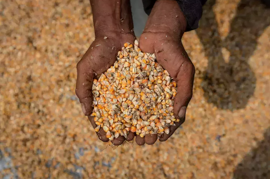 Nền kinh tế lớn nhất Đông Nam Á quyết không nhập khẩu gạo, ngô và đường năm 2026: Việt Nam có lo thất thu? - ảnh 2