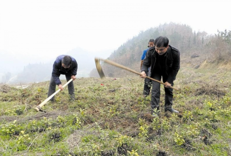 Bàn giao hòm vàng trị giá 75 tỷ đồng do nông dân phát hiện khi nhổ cỏ - ảnh 1