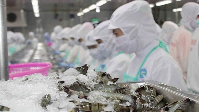 Ngành tôm Việt tăng trưởng giữa “bão” thuế quan tại thị trường Mỹ