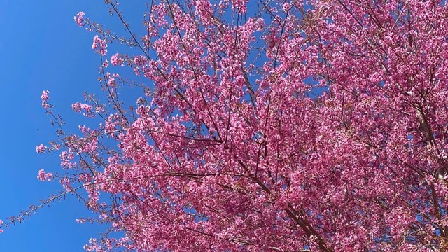 Tết Dương lịch 2026 đi đâu? Lên Tuyên Quang check-in mùa hoa anh đào