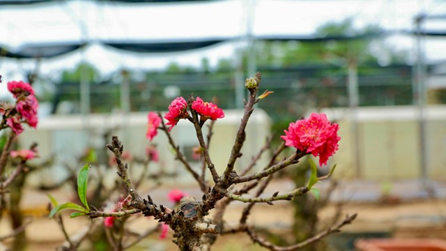 Loại đào “nằm phòng điều hòa" chờ ngày nở hoa đúng Tết Nguyên đán