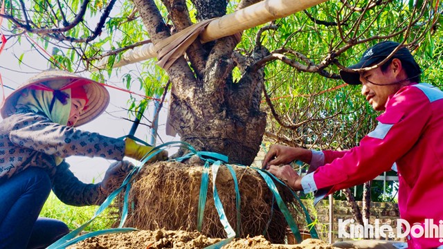 Trồng gốc đào thuê, người nông dân kiếm tiền triệu mỗi ngày