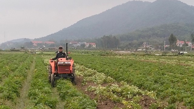 Hà Nội: Hướng phát triển kinh tế mới từ khoai tây giống Đức