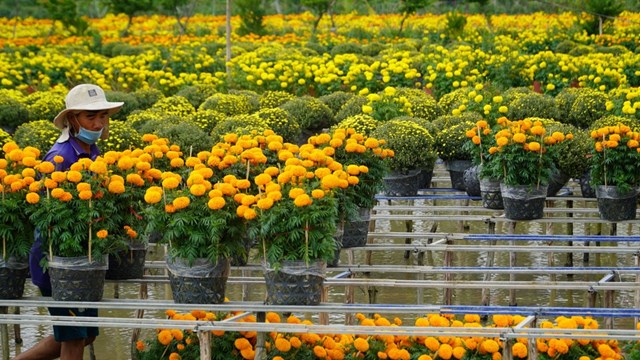 "Thủ phủ" hoa miền Tây: Hoa Tết vắng khách mua, người trồng hoa ăn Tết buồn