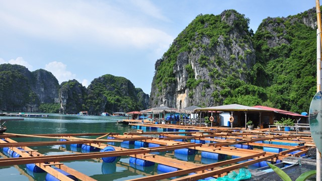 Tỉnh sắp lên TP trực thuộc Trung ương đề xuất làm khu nuôi trồng thủy sản 260ha trên vùng đệm vịnh biển đẹp nhất thế giới của Việt Nam 