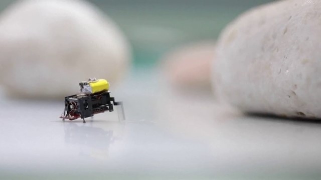 Láng giềng Việt Nam chế tạo robot tí hon chỉ lớn tương đương 2 chiếc móng tay, có thể vận chuyển đồ vật lớn gấp 32 lần trọng lượng cơ thể