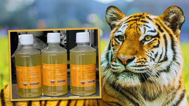 Sở thú Trung Quốc gây tranh cãi khi bán nước tiểu của hổ làm thuốc trị thấp khớp