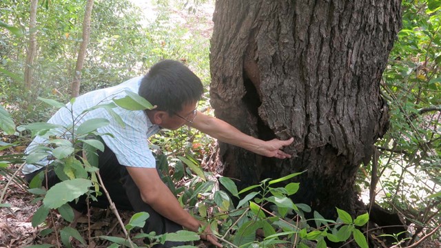 Loài cây ‘siêu’ hiếm đang có nguy cơ tuyệt chủng cao: Được định giá ‘quý hơn vàng’, hiện trên thế giới chỉ còn 13 cá thể tồn tại ở Việt Nam