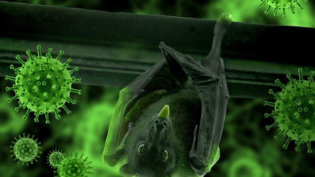 Phát hiện 20 loại virus lạ ở dơi tại Trung Quốc, có loại gây bệnh hô hấp với tỷ lệ tử vong lên tới 75%
