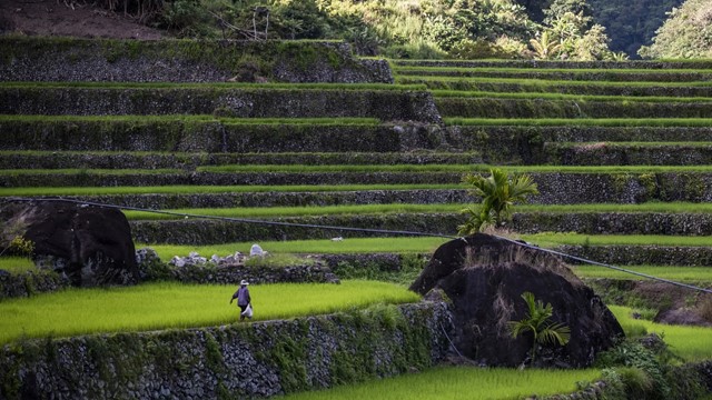 Quốc gia mua gạo nhiều nhất của Việt Nam bất ngờ ngừng nhập khẩu trong 60 ngày, chuyện gì xảy ra?