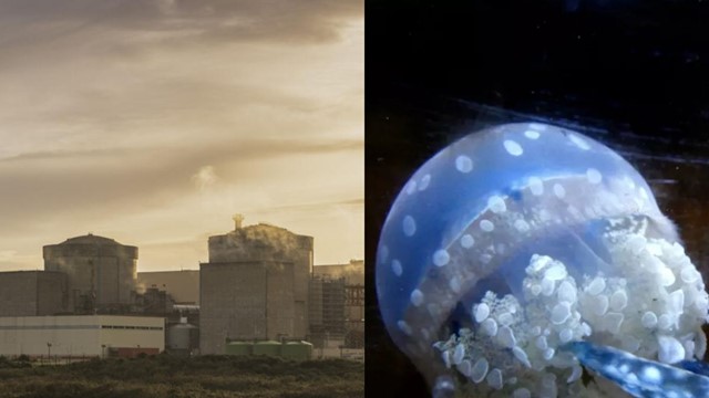 Đàn sứa khổng lồ tràn vào nhà máy điện hạt nhân, chuyên gia cảnh báo hệ quả nhãn tiền của biến đổi khí hậu