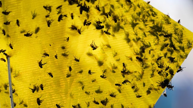 Mỹ chi gần 20.000 tỷ đồng xây nhà máy nuôi 300 triệu con ruồi mỗi tuần, chuyện gì đây?