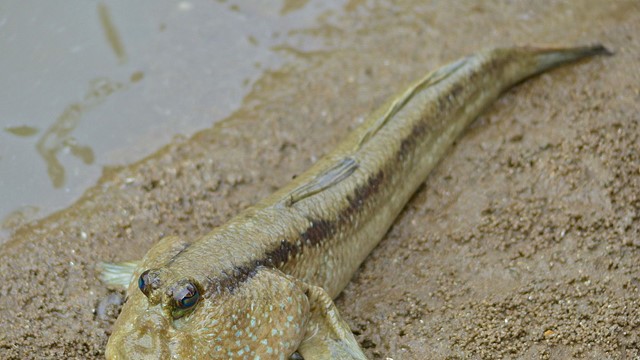 Sinh vật bi thảm nhất hành tinh: Mất 300 triệu năm tiến hóa để biết đi trên cạn nhưng lại... 'thất bại' trước muối ớt Cần Giờ