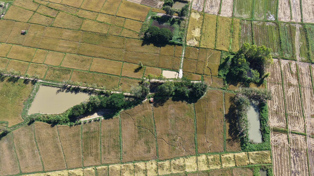 Cánh đồng lúa bất ngờ có dấu vết lạ, người dân hoang mang tìm lời giải