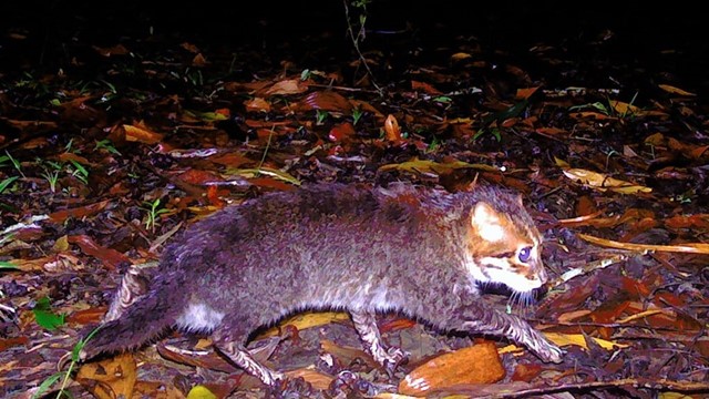 Loài động vật siêu quý hiếm, tưởng tuyệt chủng hơn 30 năm bất ngờ ‘tái xuất’ 