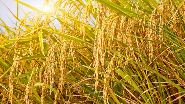 Láng giềng Việt Nam tạo đột phá: Phát triển giống lúa lai ‘tự nhân bản’ đầu tiên trên thế giới, có thể nhân đôi sản lượng toàn cầu