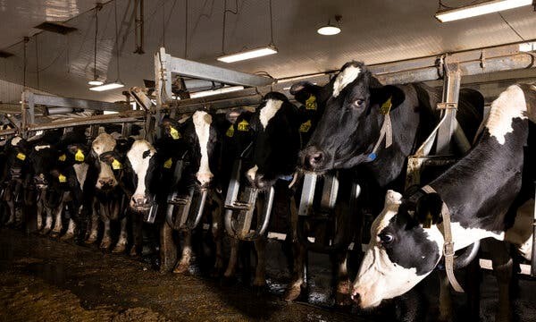 Nhiều chủng cúm gia cầm gây lo ngại lớn trong giới khoa học