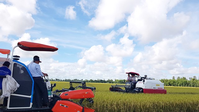 Tập đoàn Lộc Trời nợ hàng trăm tỷ đồng tiền mua lúa của nông dân