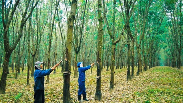 Cao su Tân Biên (RTB) báo lãi quý II/2024 tăng 22,5% nhờ thanh lý cây cao su