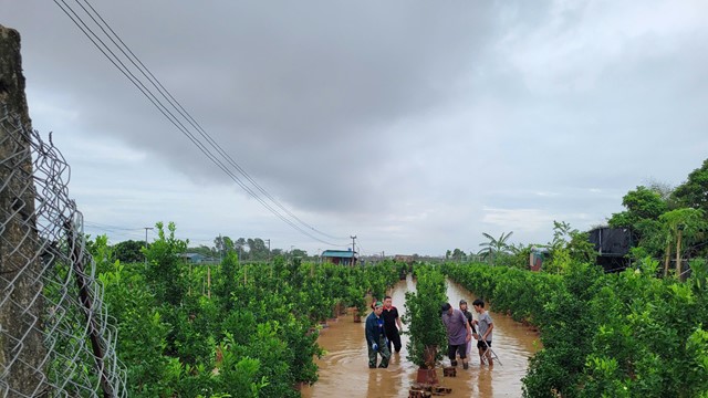 20.000 cây đào Nhật Tân chìm trong nước lũ