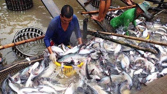 Vĩnh Hoàn và Nam Việt: Đường đua tăng trưởng trái chiều trong xuất khẩu cá tra