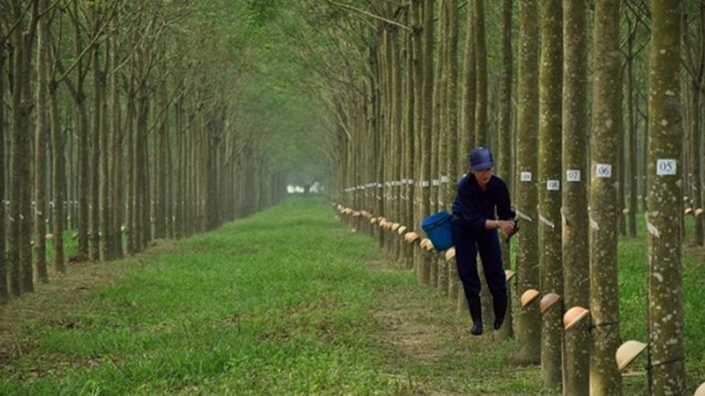 Giá bán mủ cao su tăng mạnh, Cao su Tây Ninh lãi ròng gấp 6 lần